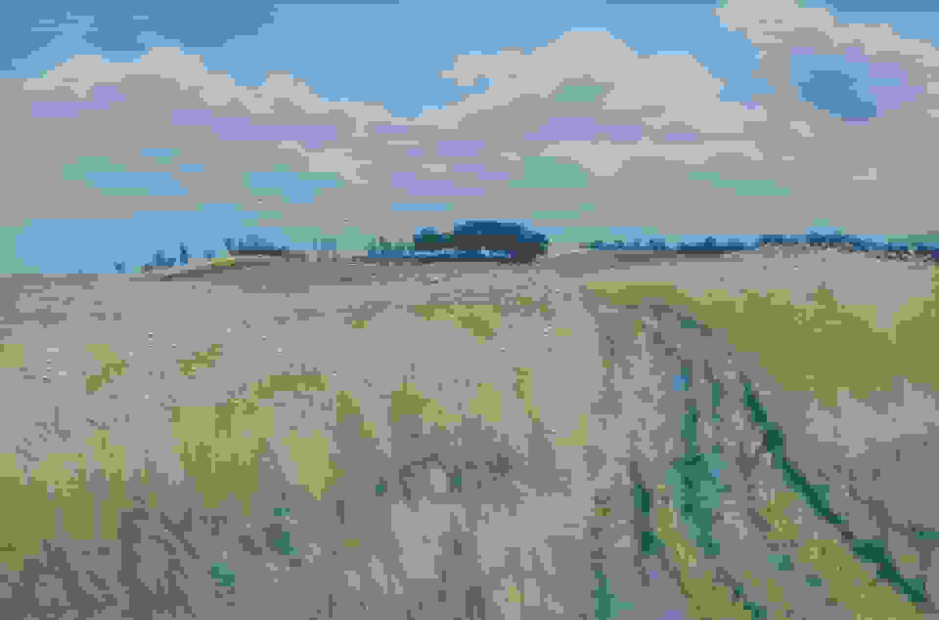 Korenvelden in Drenthe