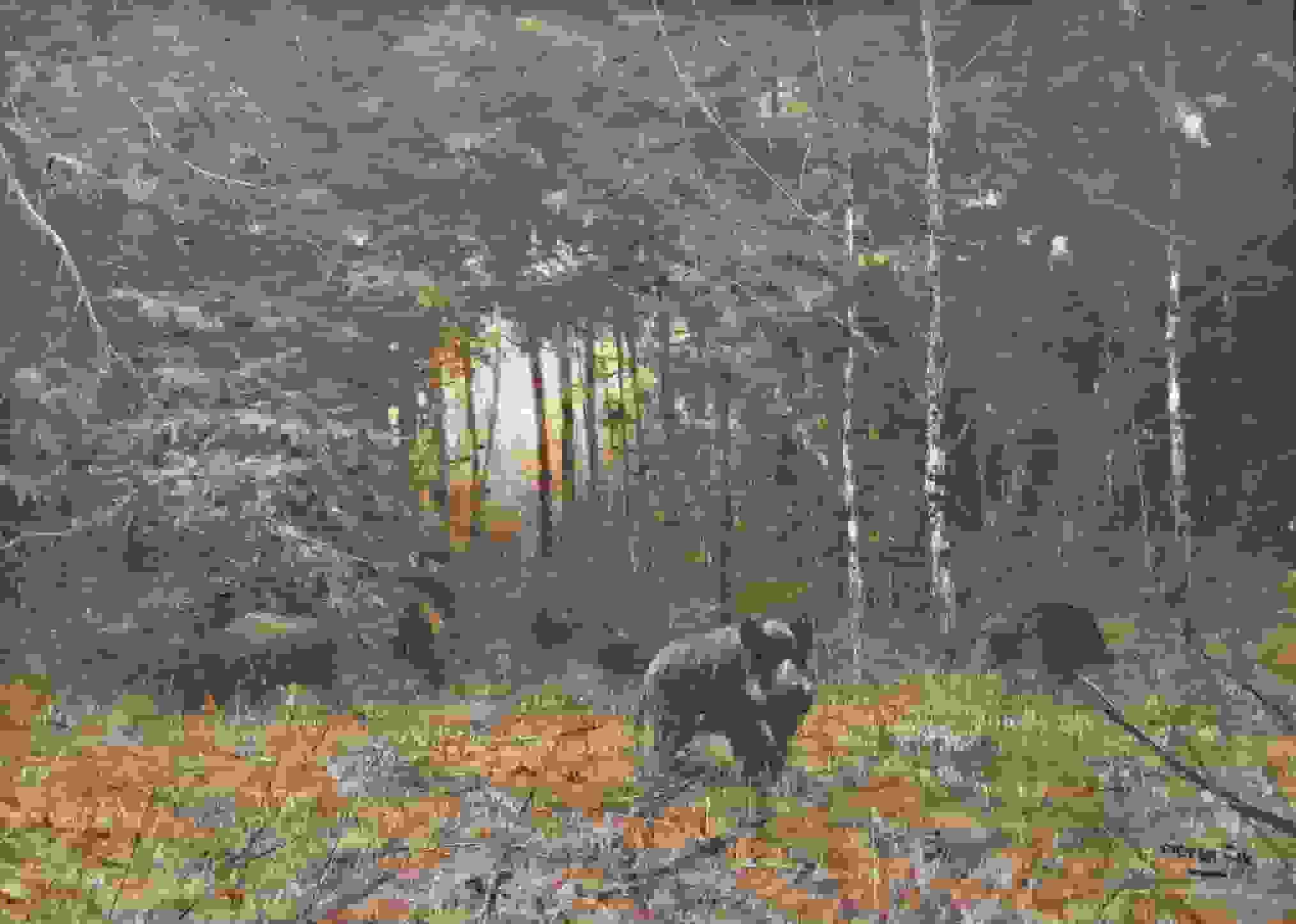 Wilde zwijnen in het bos