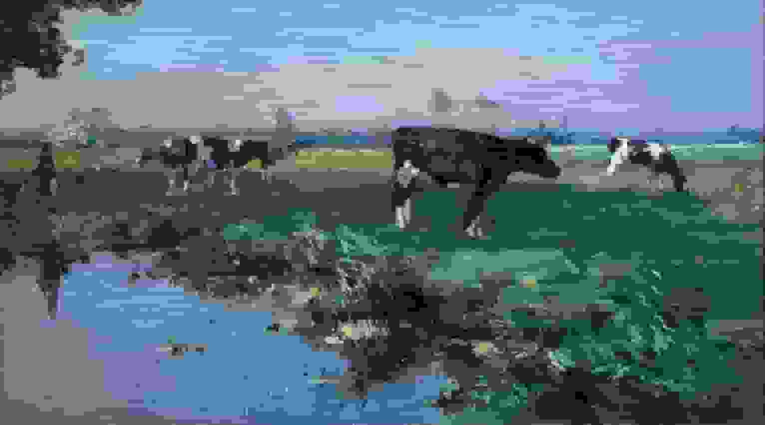 Weidelandschap met koeien