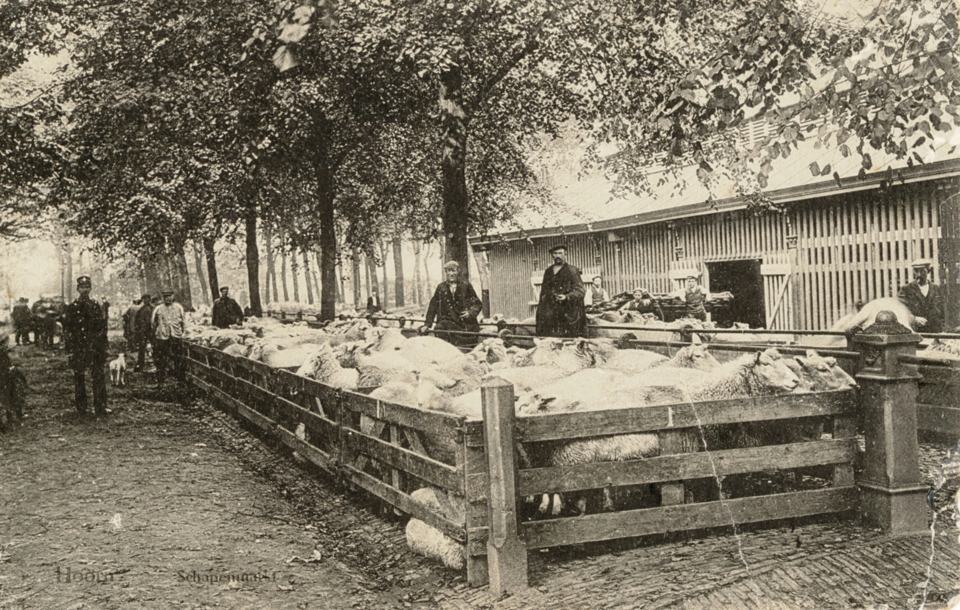 Schapenmarkt te Hoorn zonder lijst