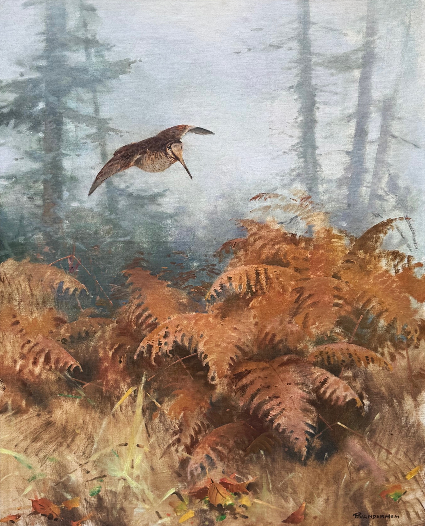 Houtsnip in het bos zonder lijst