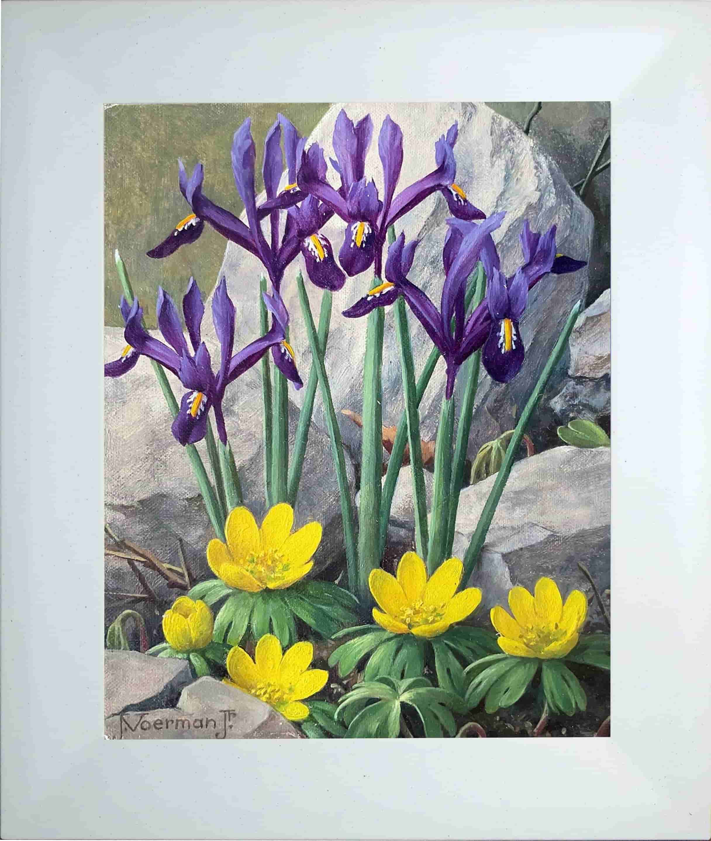 Jan Voerman jr - Bloemen (iris en winterakoniet) (met lijst)