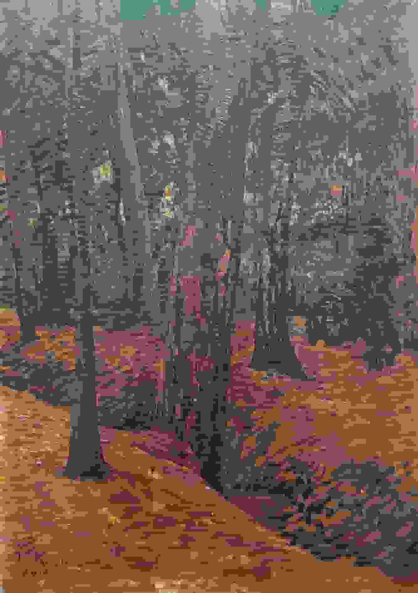 Bosgezicht - Jo Koster - in vervuilde staat