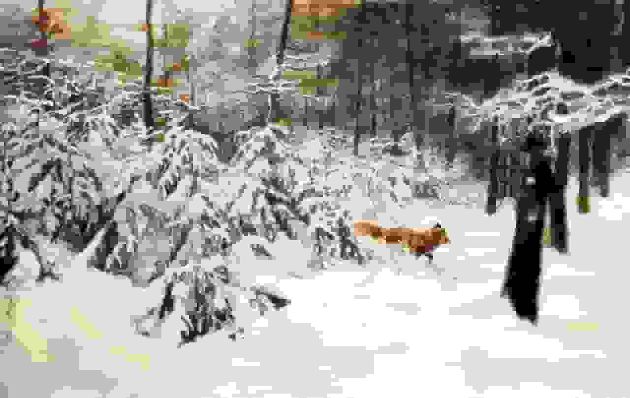 Wintergezicht door Rien Poortvliet