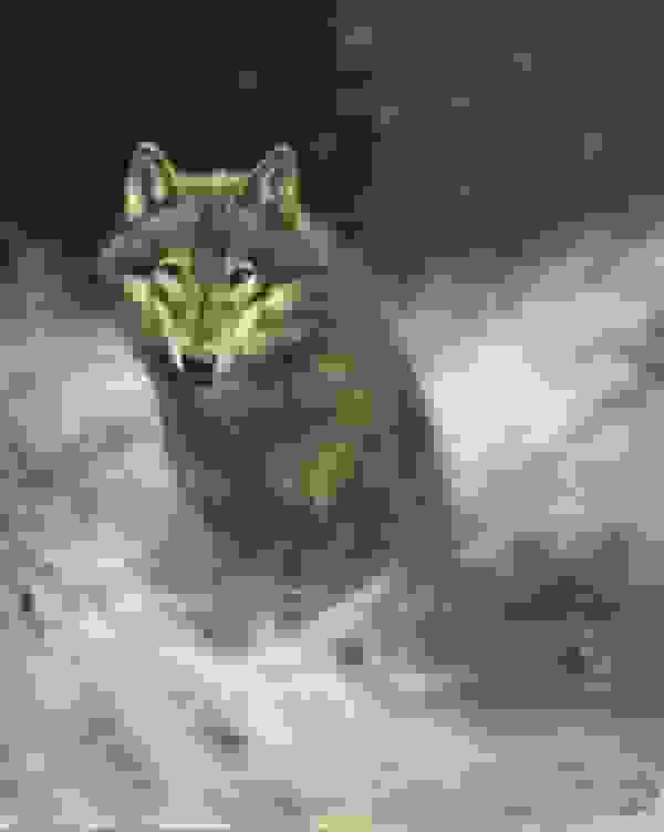 Vos in de sneeuw door Rien Poortvliet