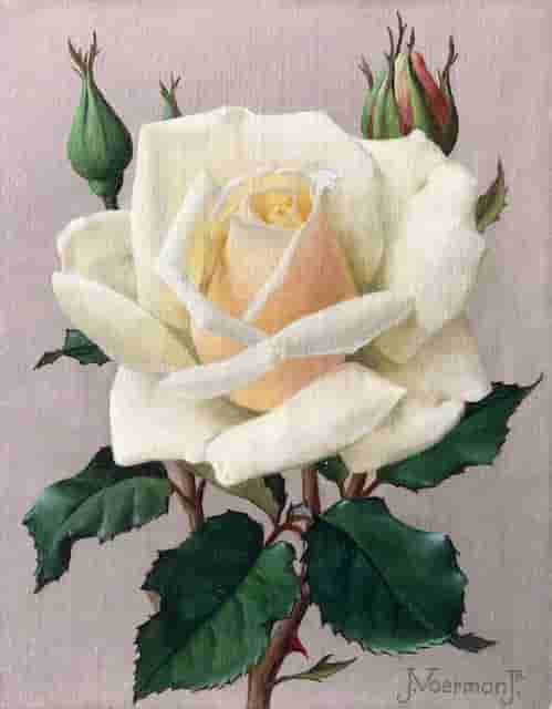 Jan Voerman jr - Witroze roos (zonder lijst)