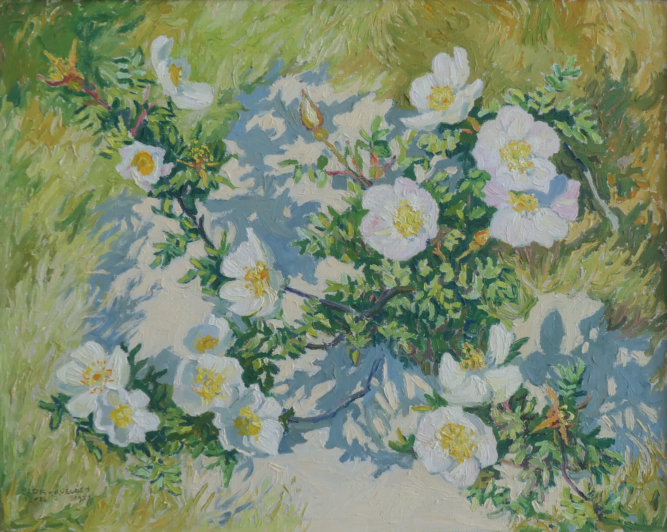 Duinroosjes zonder lijst