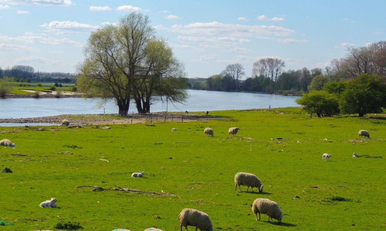 Gezicht op de IJssel zonder lijst