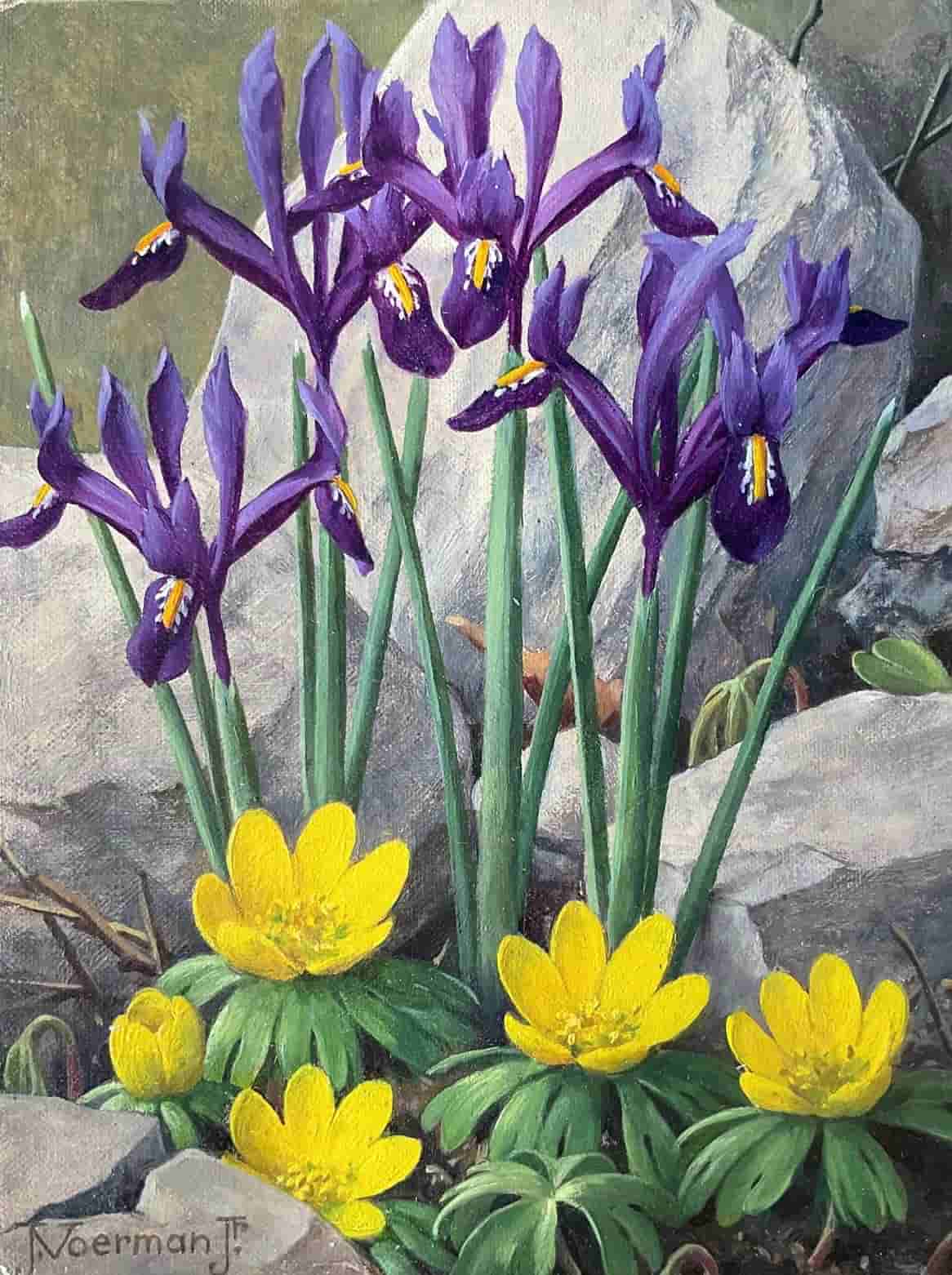 Jan Voerman jr - Bloemen (iris en winterakoniet)
