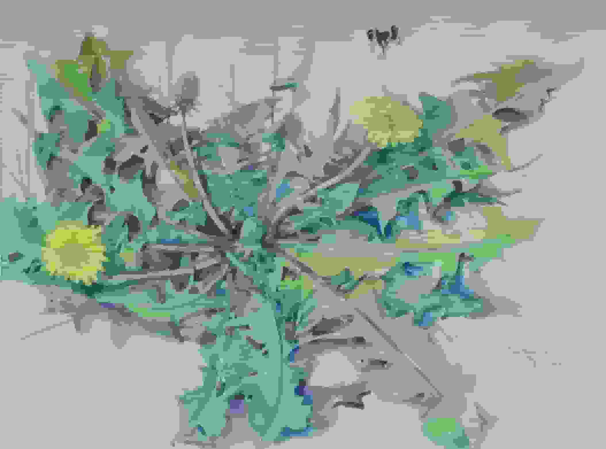 Johan Briedé - Paardenbloemen (zonder lijst)