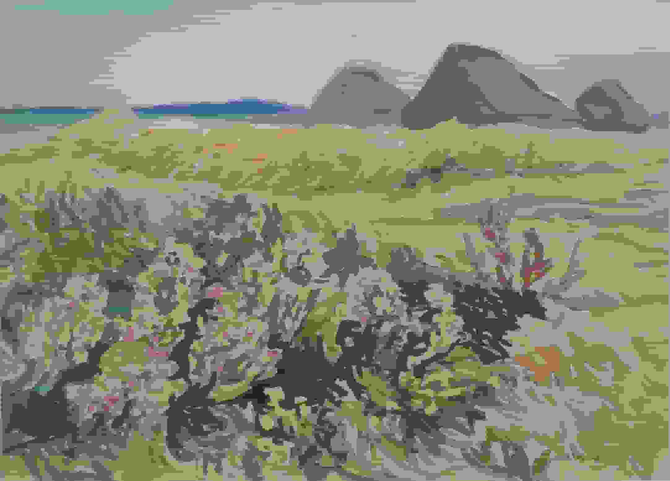 Texelse boerenschuren