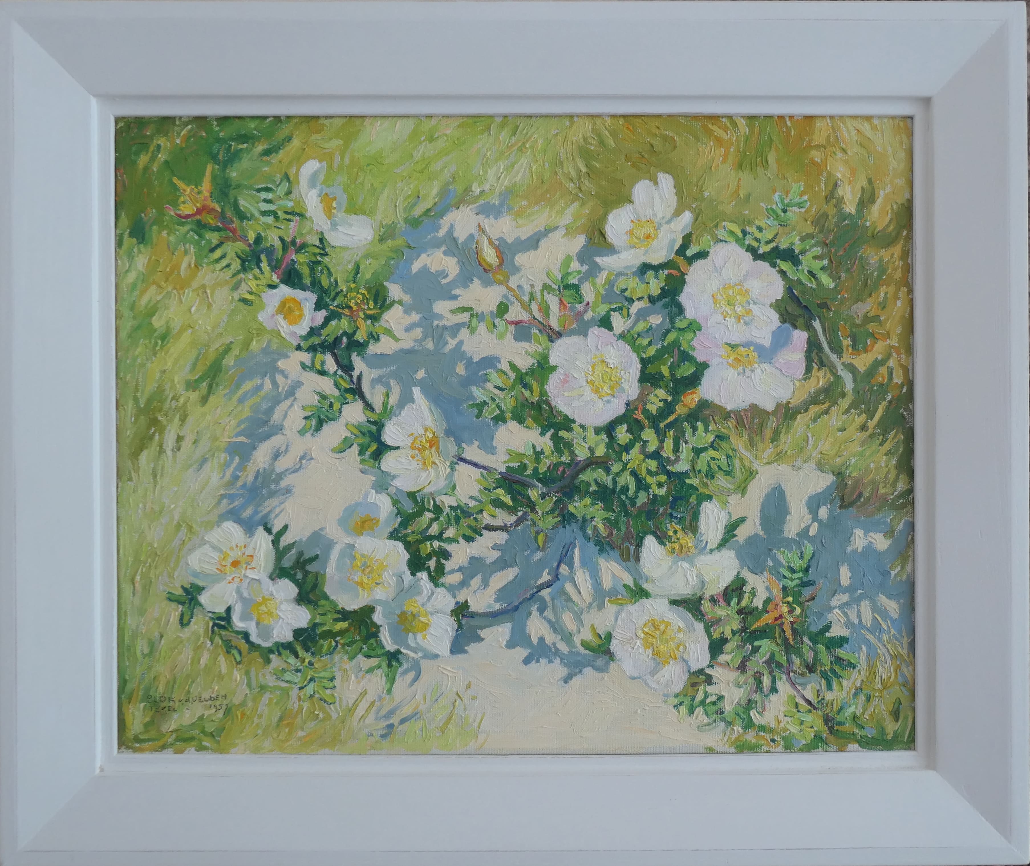 Duinroosjes zonder lijst