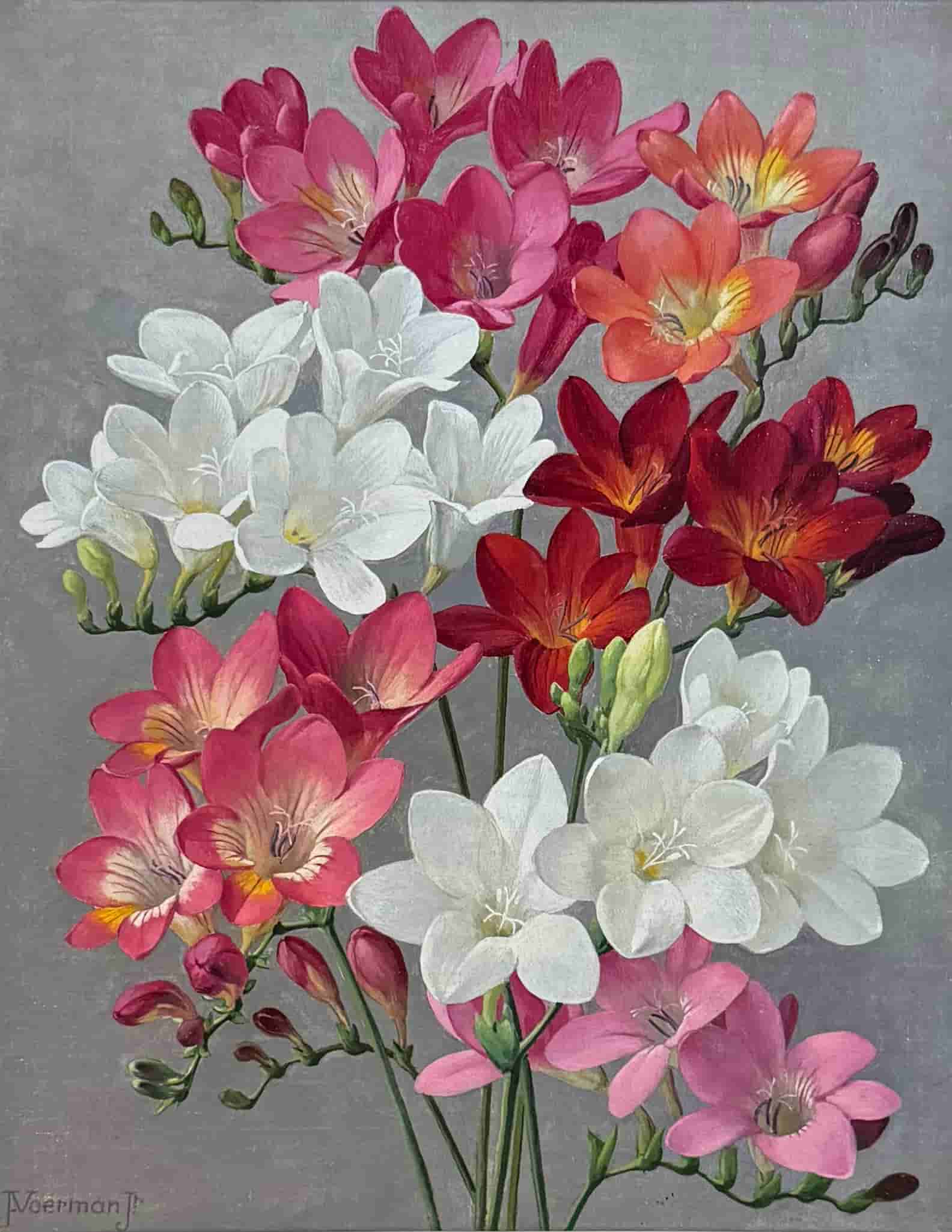 Jan Voerman jr - Fresia's